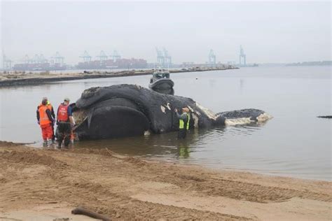 'Catastrophic' injuries from vessel strike killed endangered whale found .